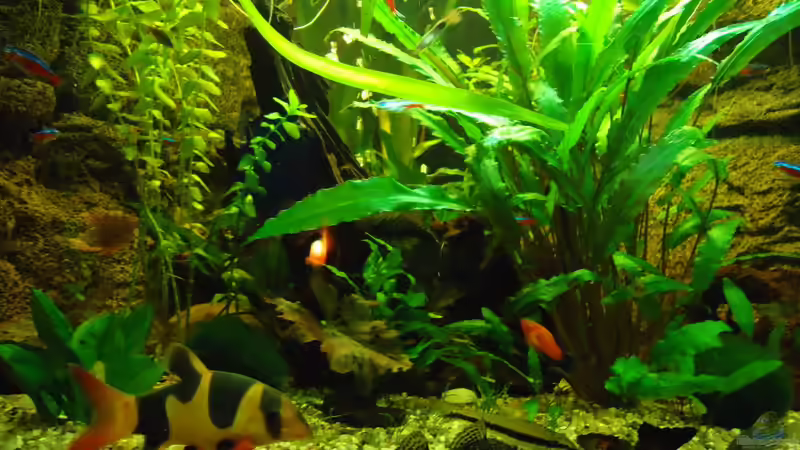 Besatz im Aquarium Becken 16752 von manala (41)