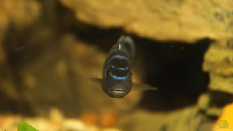 Besatz im Aquarium Becken 16766 von De_Andyman (10)