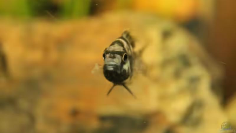 Besatz im Aquarium Becken 16766 von De_Andyman (9)