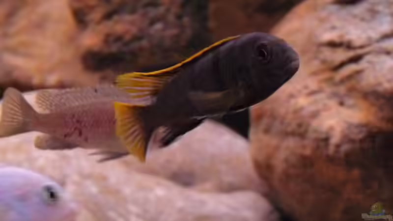 Besatz im Aquarium Becken 16807 von Chimbwe (16)