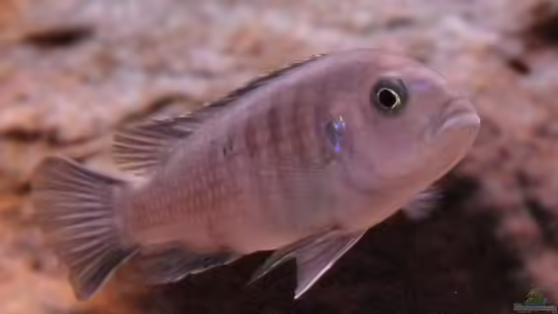 Besatz im Aquarium Becken 16807 von Chimbwe (17)