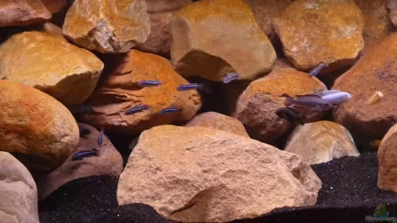 Besatz im Aquarium Becken 16807 von Chimbwe (25)