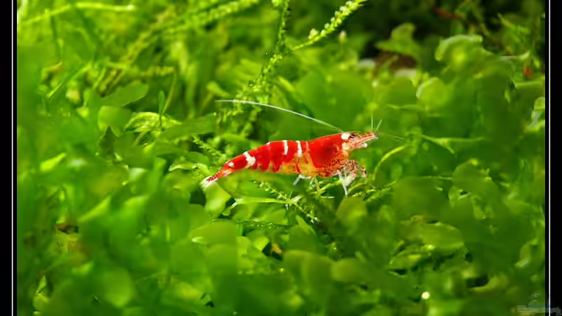 Besatz im Aquarium Becken 1681 von Ingrid Jung (8)