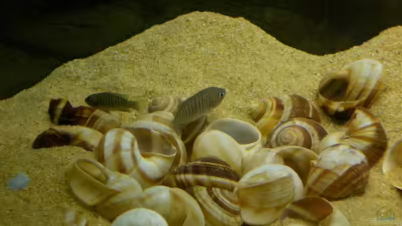 Besatz im Aquarium Becken 1689 - nur noch ein Beispiel von fungibel (3)