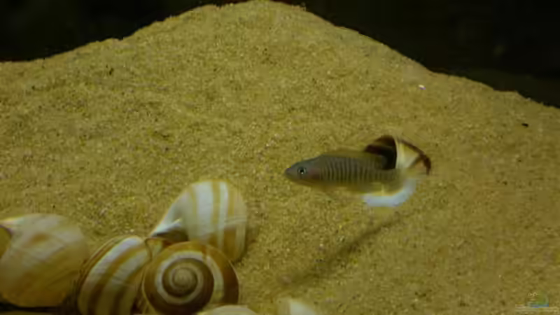 Besatz im Aquarium Becken 1689 - nur noch ein Beispiel von fungibel (4)