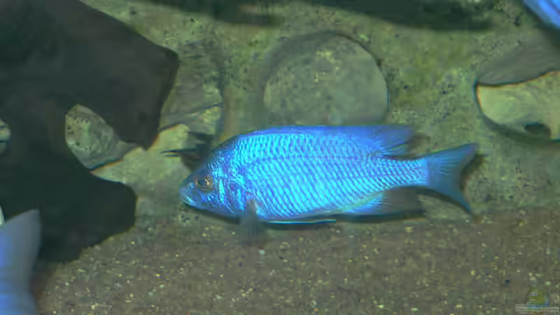 Besatz im Aquarium Becken 169 von Matthias Zeidler (10)