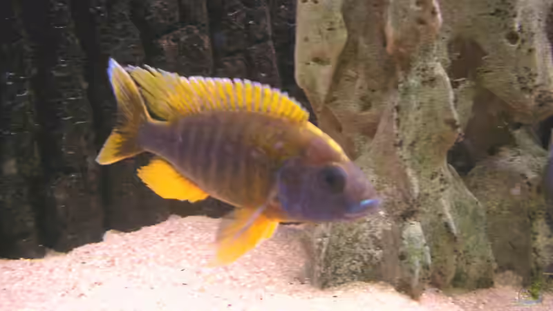 Besatz im Aquarium Becken 169 von Matthias Zeidler (12)