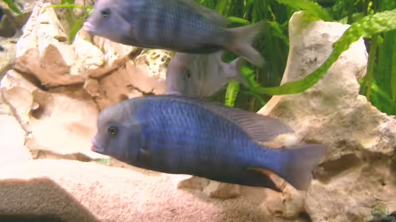 Besatz im Aquarium Becken 169 von Matthias Zeidler (13)