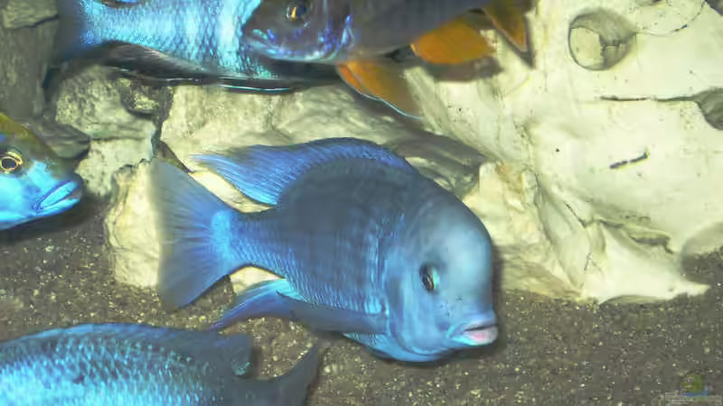 Besatz im Aquarium Becken 169 von Matthias Zeidler (8)