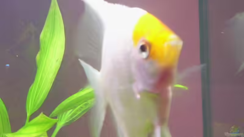 Besatz im Aquarium Becken 16964 von Zeus (16)