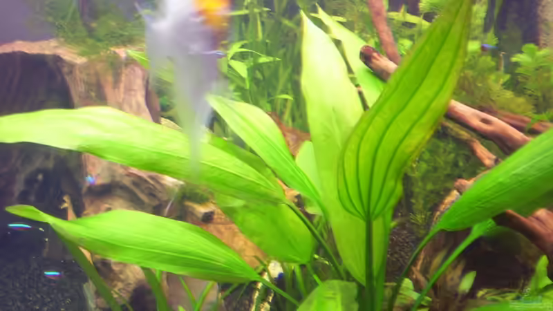 Besatz im Aquarium Becken 16964 von Zeus (17)