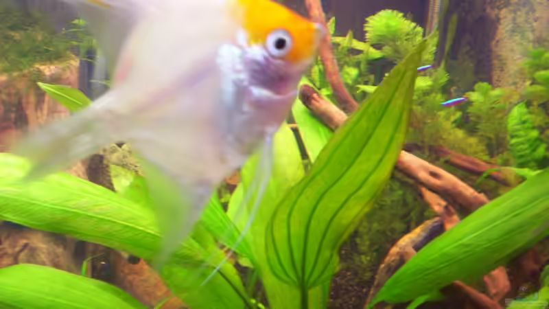 Besatz im Aquarium Becken 16964 von Zeus (18)