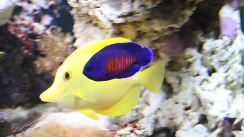 Besatz im Aquarium Becken 16967 von Marco Vasev (29)