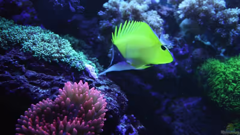 Besatz im Aquarium Becken 16967 von Marco Vasev (30)