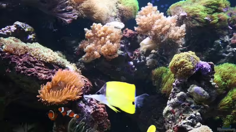 Besatz im Aquarium Becken 16967 von Marco Vasev (31)