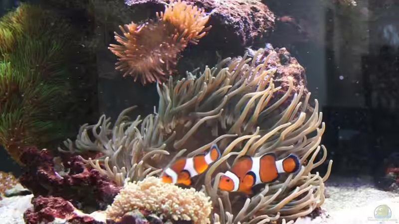 Besatz im Aquarium Becken 16967 von Marco Vasev (33)