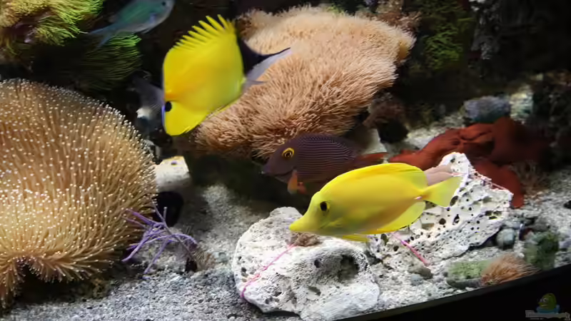 Besatz im Aquarium Becken 16967 von Marco Vasev (34)