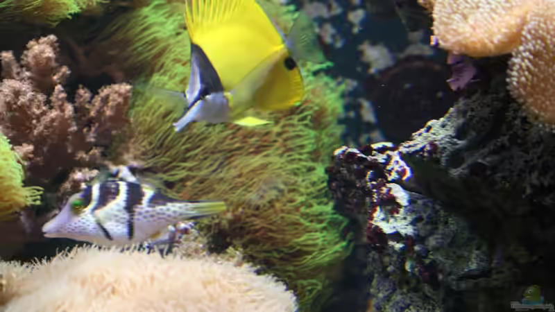 Besatz im Aquarium Becken 16967 von Marco Vasev (35)