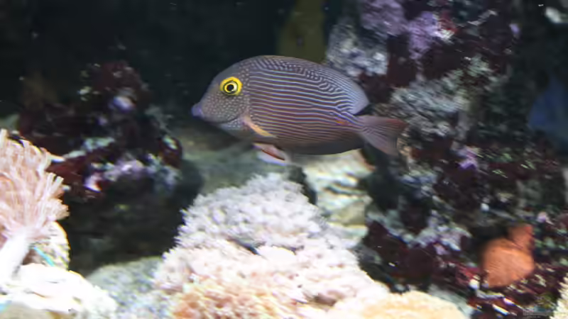 Besatz im Aquarium Becken 16967 von Marco Vasev (36)