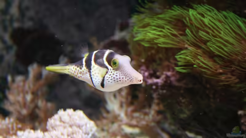 Besatz im Aquarium Becken 16967 von Marco Vasev (37)