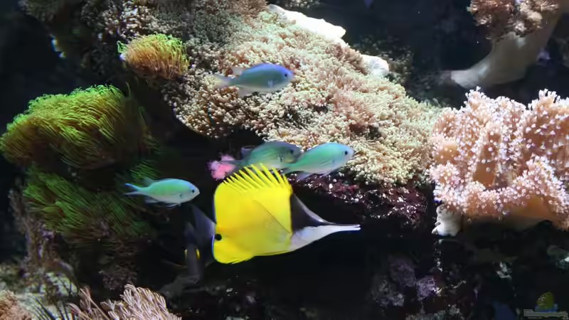 Besatz im Aquarium Becken 16967 von Marco Vasev (38)