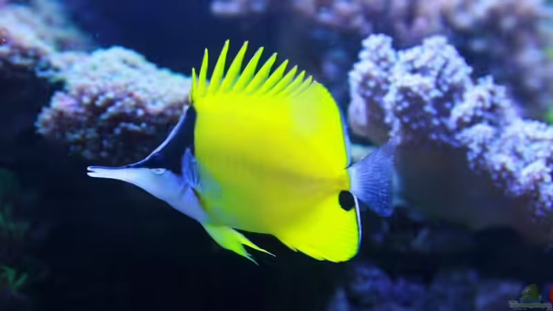 Besatz im Aquarium Becken 16967 von Marco Vasev (39)