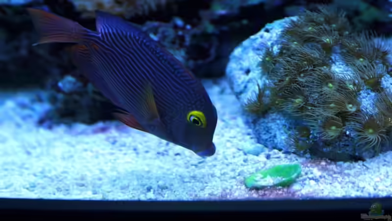 Besatz im Aquarium Becken 16967 von Marco Vasev (40)