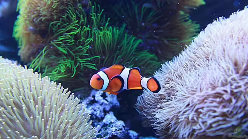 Besatz im Aquarium Becken 16967 von Marco Vasev (41)