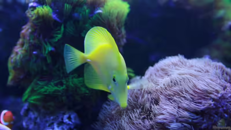 Besatz im Aquarium Becken 16967 von Marco Vasev (42)