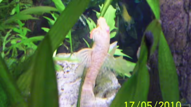 Besatz im Aquarium Becken 16979 von Zeus (16)