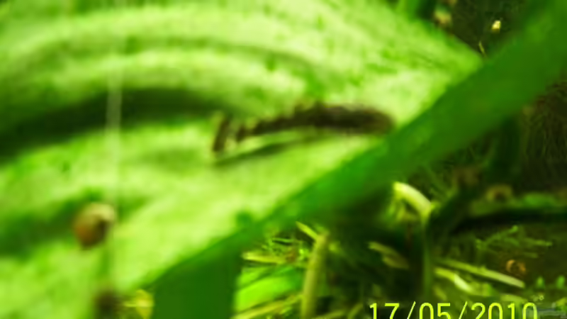 Besatz im Aquarium Becken 16979 von Zeus (17)