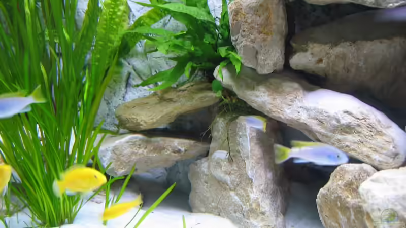 Besatz im Aquarium Becken 16980 von Thomas Herbst (15)