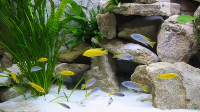 Besatz im Aquarium Becken 16980 von Thomas Herbst (16)