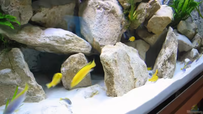 Besatz im Aquarium Becken 16980 von Thomas Herbst (17)