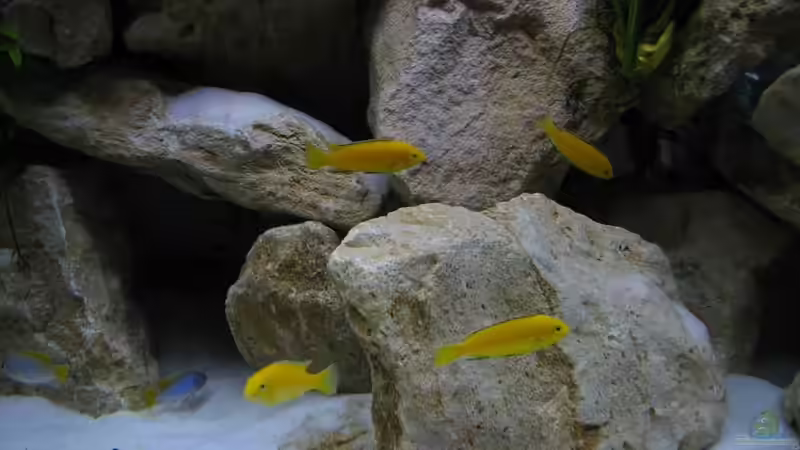 Besatz im Aquarium Becken 16980 von Thomas Herbst (18)