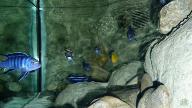 Besatz im Aquarium Becken 16993 von Philipp Müller (28)