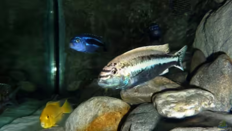 Besatz im Aquarium Becken 16993 von Philipp Müller (29)