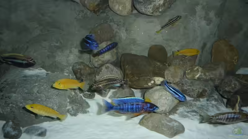 Besatz im Aquarium Becken 16993 von Philipp Müller (30)