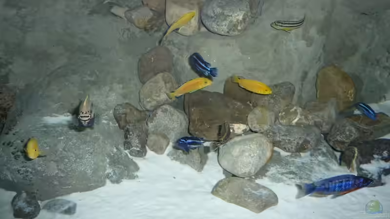 Besatz im Aquarium Becken 16993 von Philipp Müller (31)