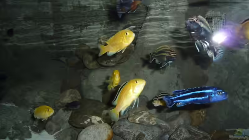 Besatz im Aquarium Becken 16993 von Philipp Müller (32)