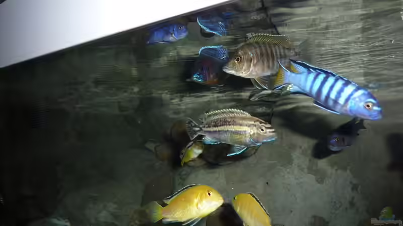 Besatz im Aquarium Becken 16993 von Philipp Müller (33)