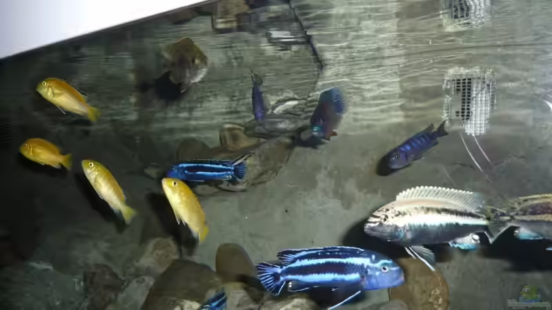 Besatz im Aquarium Becken 16993 von Philipp Müller (34)