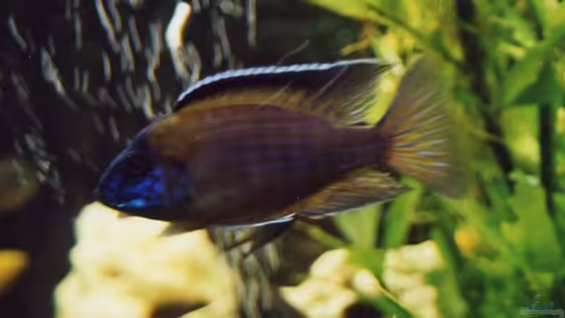 Besatz im Aquarium Becken 17 von Manfred Bergler (5)