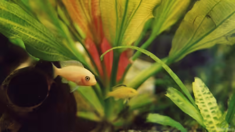 Besatz im Aquarium Becken 17 von Manfred Bergler (7)