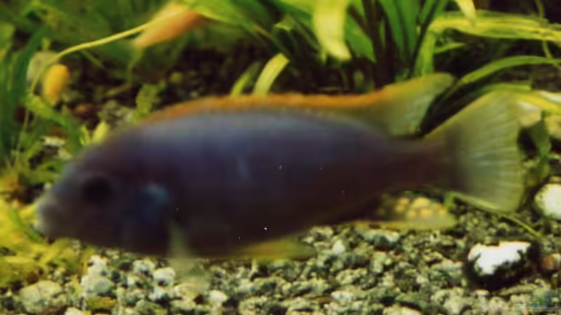 Besatz im Aquarium Becken 17 von Manfred Bergler (8)