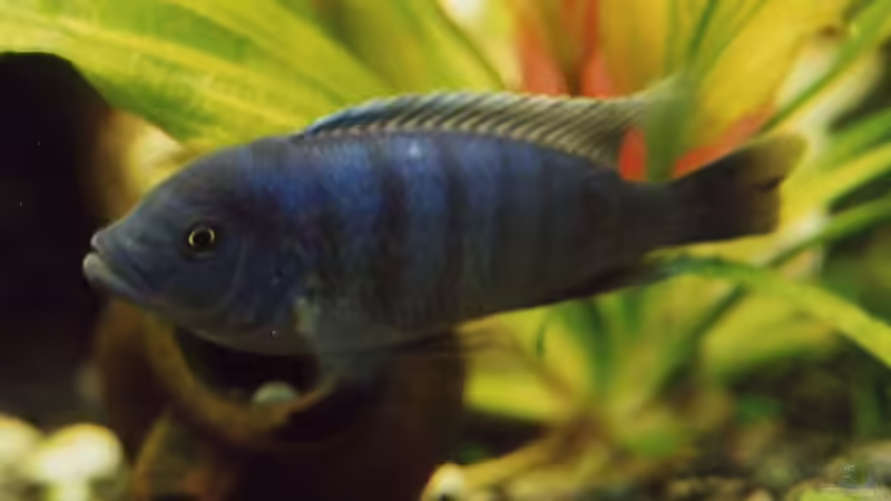 Besatz im Aquarium Becken 17 von Manfred Bergler (9)