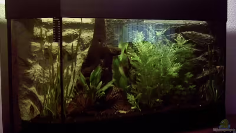 Besatz im Aquarium Becken 1700 von Paul Michael Lang (4)