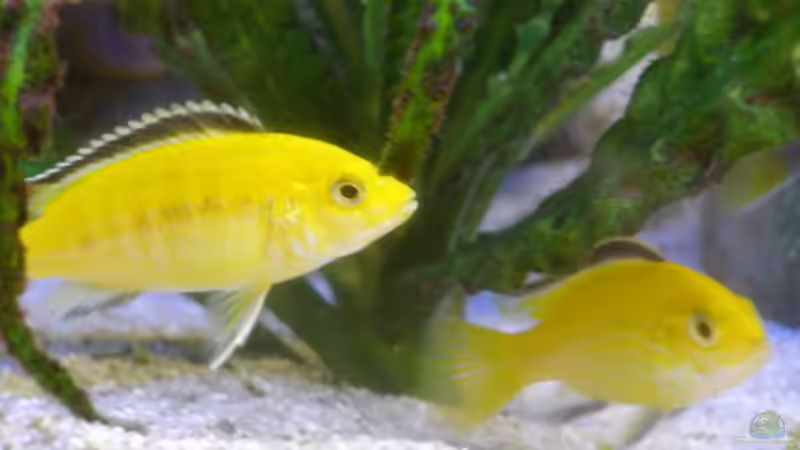 Besatz im Aquarium Becken 17056 von haifisch (5)