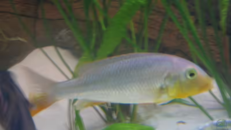 Besatz im Aquarium Becken 1706 von Nenad Cirkovic (10)