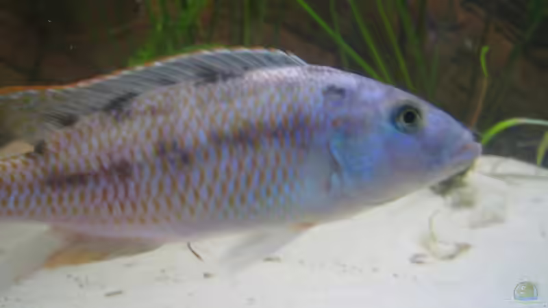 Besatz im Aquarium Becken 1706 von Nenad Cirkovic (11)